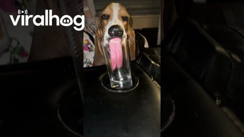 Dog Makes Funny Face While Drinking Water || ViralHog