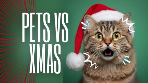 Pets Versus Christmas || ViralHog