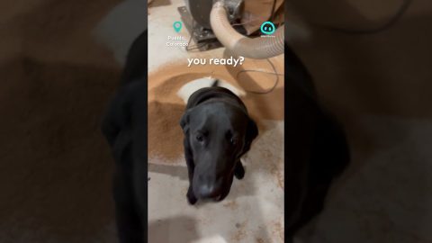 Shop Dog Helpfully Sweeps Cork Dust || ViralHog Shorts