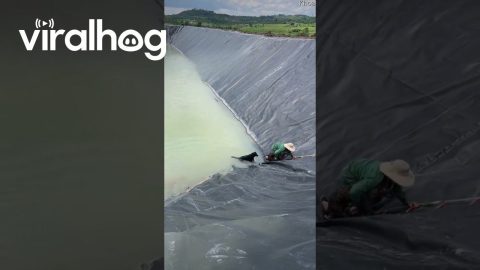Dog Rescued From Water Reservoir By Farm Workers || ViralHog