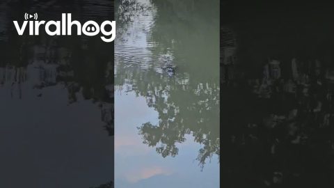 Cajun Swamp Puppy Comes When Called || ViralHog