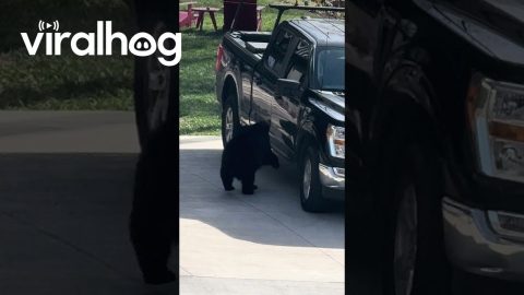 Black Bear Breaks Into Asheville Truck || ViralHog