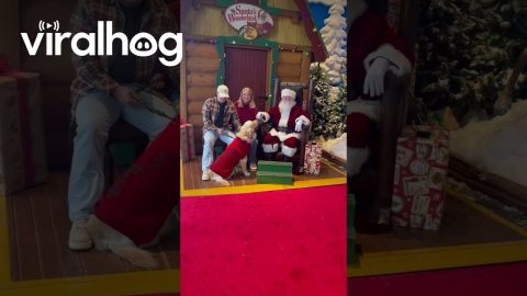 Golden Retriever Excited To See Santa Claus || ViralHog