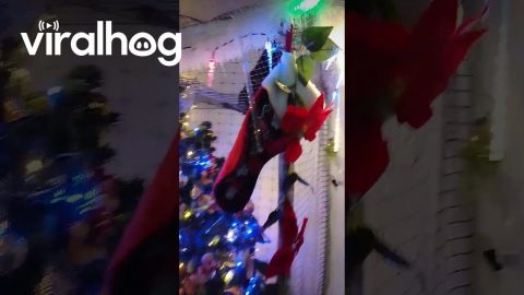 Christmas Tree Protected by Netting || ViralHog