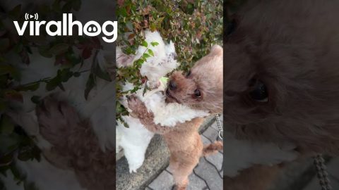 Small Dogs, Big Drama || ViralHog