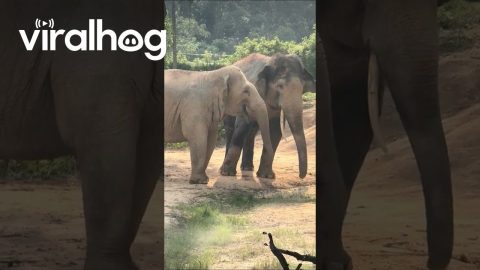Two Elephants Share Tender Moment || ViralHog