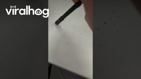 Mini Desk Hoover Climbs Up My Crumbs || ViralHog