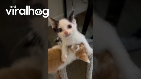 Breakfast Chaos With Foster Kittens || ViralHog