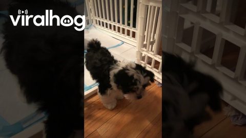 New Puppy Springs Out Of Bed || ViralHog