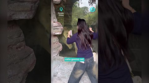 Playful Lioness Mirrors Jumping Movements || ViralHog Shorts