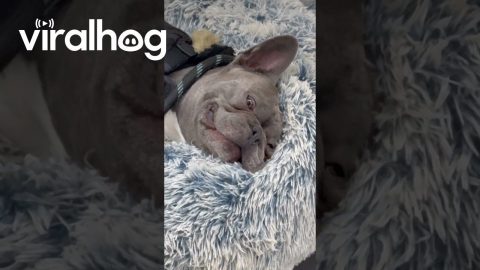 Frenchie Takes a Nap at the Pet Store || ViralHog