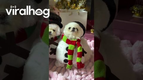 Snowman Gurgles and Howls || ViralHog