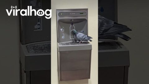 Pigeon Uses Water Fountain as a Bath || ViralHog