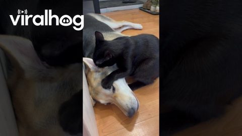 Cat Gives Dog an Ear Massage || ViralHog