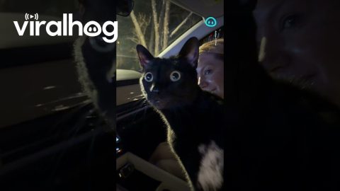 Taking My Cats to See Christmas Lights || ViralHog Shorts
