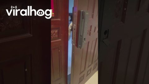 Cute Husky Opens Front Door || ViralHog