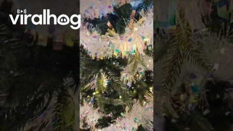 Cat Busted Chewing The Christmas Tree || ViralHog