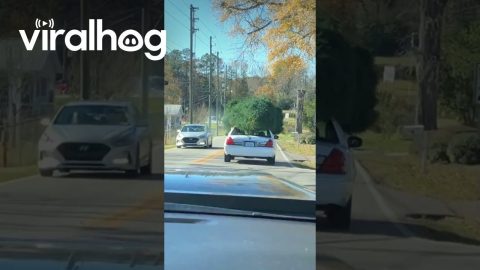 Car Hauling Huge Christmas Tree || ViralHog