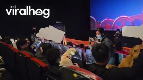 Pets Enjoy a Movie Day at the Theater in Chongqing, China || ViralHog