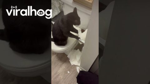 Cat Has Beef With TP || ViralHog