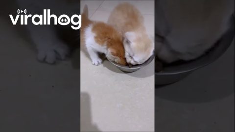 Kitten Fiercely Guarding Its Food Bowl || ViralHog