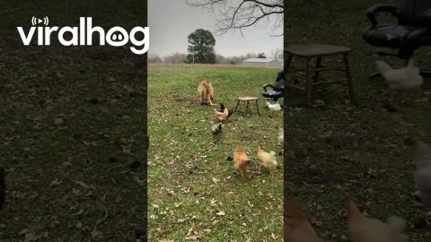 Chickens Wanted to Play Fetch Too! || ViralHog