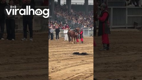 Hilarious Horse Mounting Fail || ViralHog