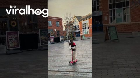 Bonnie Scoots Through Town Centre || ViralHog