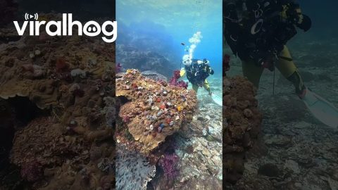 Colorful Underwater Christmas Tree || ViralHog