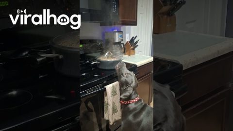 Dog Tastes Steam from Rice and Beans || ViralHog