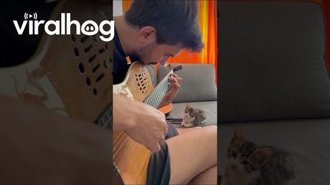 Melodic Guitar Lulls Kitten to Sleep || ViralHog