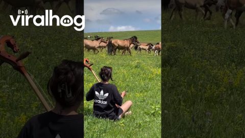 Horses Gather to the Sound of a Morin Khuur || ViralHog
