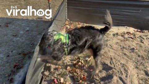 Australian Shepherd Helps Take Down Silt Fence || ViralHog