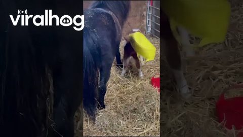 Basket Stuck on Baby Pony's Head || ViralHog