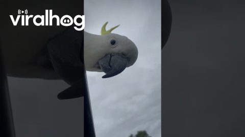 The Cockatoos Won't Let Me Eat My Lunch in Peace || ViralHog