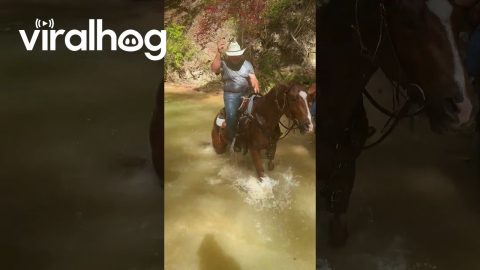Horse Dives Into Deep Creek With Rider || ViralHog