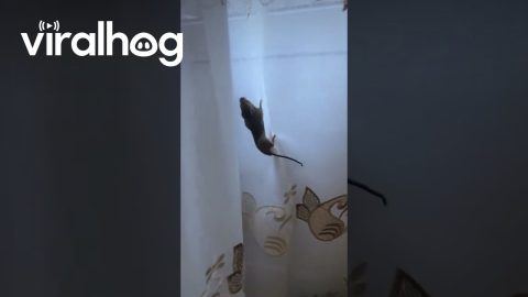 Cat Lets Mouse Get Away || ViralHog
