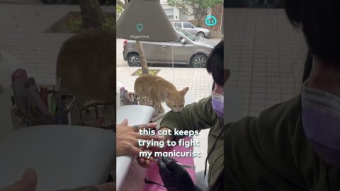 Cat Picks A Fight With Manicurist || ViralHog Shorts