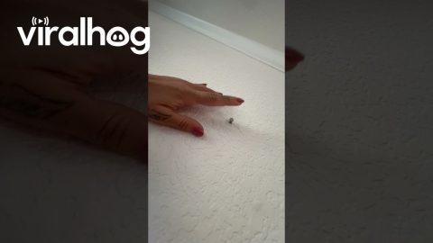 Nail Bouncing Out of Wall || ViralHog