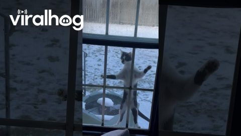 Cat Escapes and Immediately Wants Back In || ViralHog