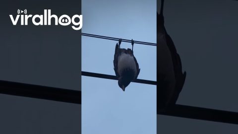 Our Silly Little Crow Friend || ViralHog