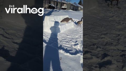 Canada Geese Visit the Snowfa || ViralHog