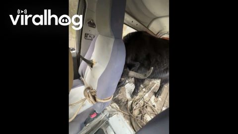 Bull Sticks Horn Through Van Seat || ViralHog