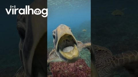 Sea Turtle Bites Diver's Camera || ViralHog