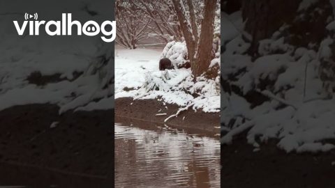 Otter Playing in the Snow || ViralHog