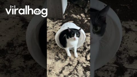 Cats Are the Flowers of Life || ViralHog