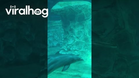 Dolphin Blows Bubble Rings || ViralHog