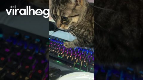 Cat Searches For Six Seven || ViralHog