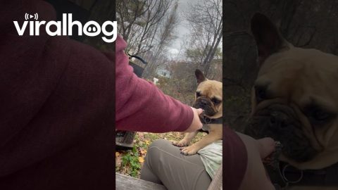 PSA: Never Give Your Bulldog a Marshmallow || ViralHog