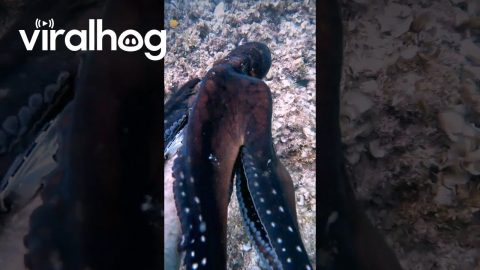 Curious Octopus || ViralHog